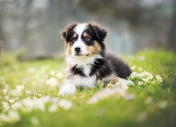 Szczeniak, Owczarek australijski-australian shepherd, Łąka