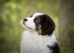 Szczeniak, Owczarek australijski, Australian shepherd