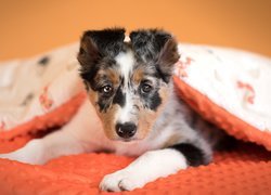 Pies, Szczeniak, Border collie, Kołdra