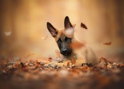 Szczeniak owczarka belgijskiego Malinois w liściach