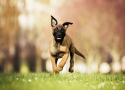 Szczeniak owczarka belgijskiego Malinois