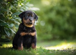 Pies, Szczeniak, Owczarek francuski Beauceron