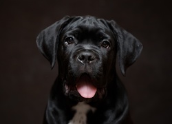 Czarny, Pies, Szczeniak, Cane Corso, Język