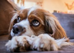 Szczeniak rasy Cavalier king charles spaniel