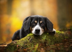 Szczeniak rasy entlebucher