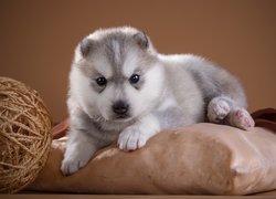 Szczeniak rasy husky leżący na poduszce