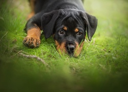 Szczeniak rasy rottweiler leży w trawie