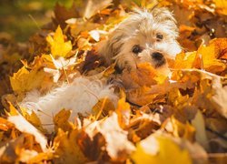 Pies, Szczeniak, Shichon, Liście