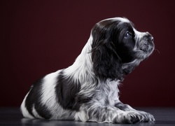 Szczeniak rasy springer spaniel angielski odpoczywa