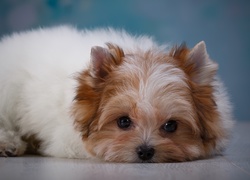 Szczeniak rasy yorkshire terrier biewer