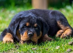 Szczeniak rottweilera leżący na trawie