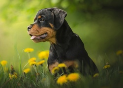 Szczeniak rottweilera pośród kwiatów mniszka