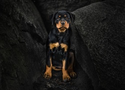 Szczeniak rottweilera siedzi między skałami