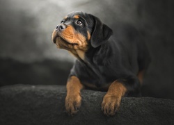 Szczeniak, Rottweiler, Mordka
