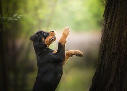 Szczeniak rottweilera z łapkami w górze przy drzewie