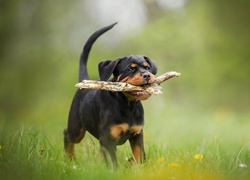 Szczeniak rottweilera z patykiem w pyszczku biegnie po łące