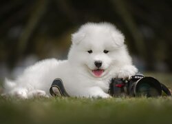 Szczeniak samojed obok aparatu fotograficznego