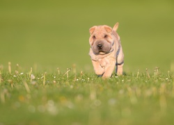 Pies, Szczeniak, Shar pei, Łąka, Trawa