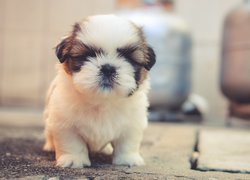 Szczeniak Shih Tzu