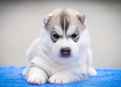 Leżący, Szczeniak, Siberian Husky