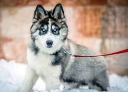 Szczeniak siberian husky na czerwonej smyczy