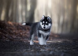 Szczeniak siberian husky na leśnej drodze