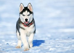 Szczeniak siberian husky na śniegu