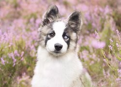 Pies, Szczeniak, Siberian husky, Wrzosy