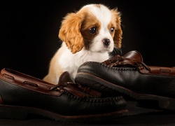 Szczeniak, Cavalier King Charles Spaniel, Buty