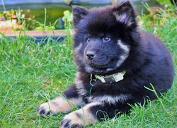 Szczeniak, Szpic eurasier, Trawa