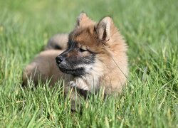 Szczeniak szpica eurasiera leżący w trawie