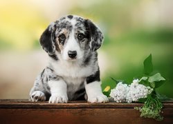 Szczeniak welsh corgi cardigan obok gałązki bzu