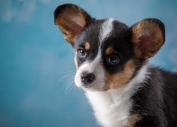 Szczeniak, Welsh corgi cardigan