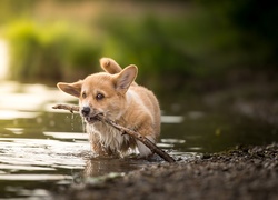 Szczeniak welsh corgi pembroke z patykiem w wodzie