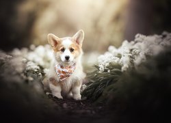 Szczeniak welsh corgi pembroke