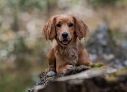 Pies, Szczeniak, Working cocker spaniel