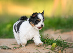 Szczeniak yorkshire terrier biewer