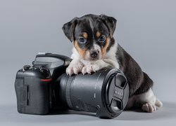 Szczeniak z łapkami na aparacie marki Nikon