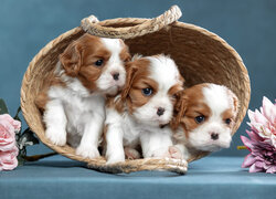 Szczeniaki cavalier king charles spaniel w koszyku