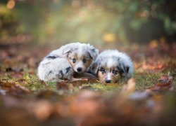 Dwa, Szczeniaki, Owczarki australijskie