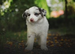 Pies, Biały, Szczeniak, Owczarek australijski