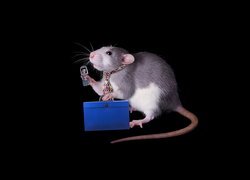 Szczur z telefonem i teczką