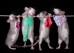 Szczury wieszające pranie