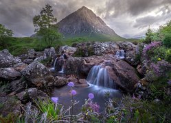 Góra, Buachaille Etive Mor, Drzewa, Kamienie, Skały, Potok, Kwiaty, Szkocja