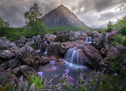 Góra, Buachaille Etive Mor, Drzewa, Kamienie, Skały, Potok, Kwiaty, Szkocja