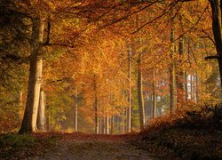 Szeroka ścieżka w jesiennym lesie