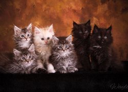 Sześć małych kotków rasy maine coon