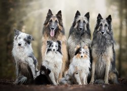 Sześć, Psów, Trzy, Owczarki belgijskie tervueren, Border collie, Owczarek szetlandzki