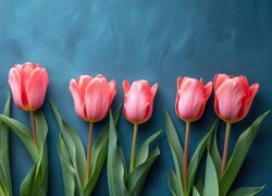 Sześć różowych tulipanów na niebieskim tle