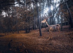 Szkielet jelenia w lesie